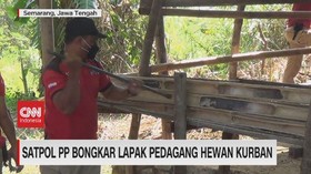 VIDEO: Satpol PP Bongkar Lapak Pedagang Hewan Kurban