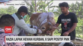 VIDEO: Razia Lapak Hewan Kurban, 6 Sapi Positif PMK