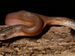 7 Hewan Super Langka di Dunia, Ada Ular Kepala Dua!