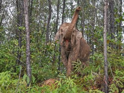 BKSDA Riau: Lokasi Bocah SD Diserang Gajah adalah Jalur Jelajah Mereka BKSDA Riau: Lokasi Bocah SD Diserang Gajah adalah Jalur Jelajah Mereka