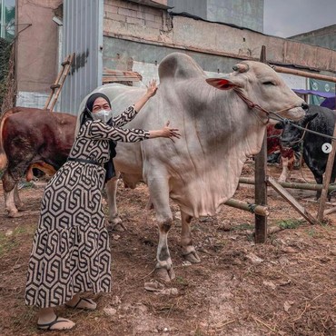 Pertama Kali Rayakan Iduladha Bareng Suami, Ria Ricis Kurban 3 Sapi