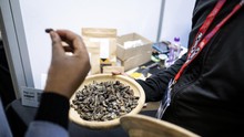 FOTO: Cacing Mopane, Si Montok yang Lezat dan Penuh Protein dari Afsel