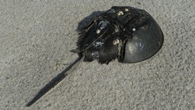 FOTO: Pahlawan Vaksin Covid Si Kepiting Darah Biru