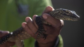 20 Komodo NTT Diselundupkan ke Thailand, Nilai Jual Capai Rp10 Miliar