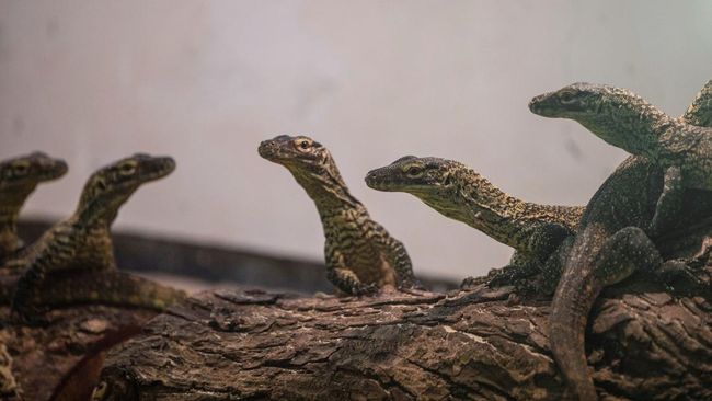 TN Komodo Kecolongan, Anak Komodo Diselundupkan Pakai Truk Pisang