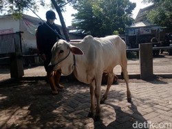 Takut Sapi Sakit dan Mati, Peternak di Pasuruan Tolak Divaksin PMK
