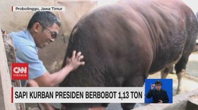 VIDEO: Sapi Kurban Presiden Berbobot 1,13 Ton
