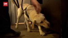VIDEO: Australia Latih Anjing Endus USB untuk Lawan Kejahatan