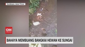 VIDEO: Bahaya Membuang Bangkai Hewan ke Sungai