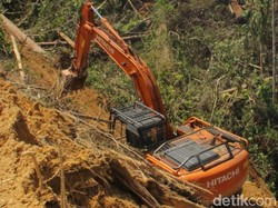 Operator Alat Berat Tersangka Pembalakan Liar di TNBT, Pemodal Diburu