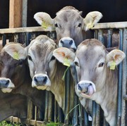 Idul Adha Sudah Dekat, Tetap Batasi Makan Olahan Daging Agar Terhindar dari Risiko Kesehatan Berikut!