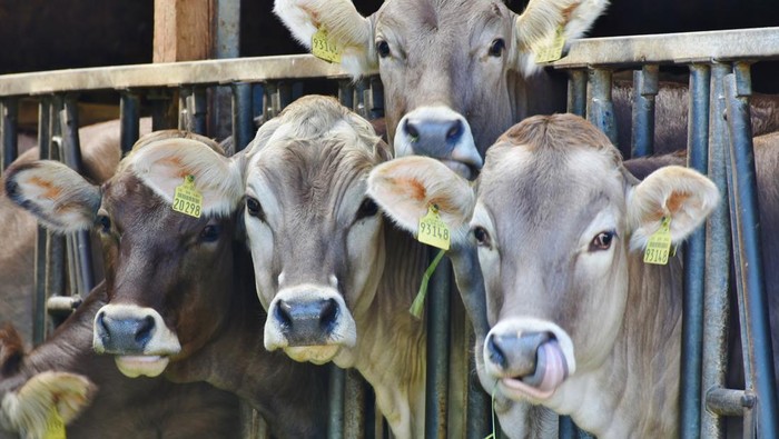 Idul Adha Sudah Dekat, Tetap Batasi Makan Olahan Daging Agar Terhindar dari Risiko Kesehatan Berikut!