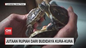 VIDEO: Jutaan Rupiah dari Budidaya Kura-kura