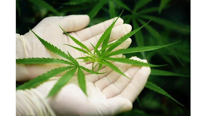 Soal Ganja Medis, Ternyata Sederet Negara Ini Sudah Melegalkan Pemakaian Ganja