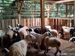 Unik, Jumlah Domba Sempat Dominasi Warga di Kampung Majalengka Ini
