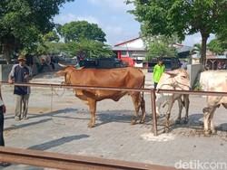 2 Pasar Hewan Terbesar di Klaten Masih Sepi Jelang Idul Adha