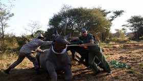 FOTO: Badak Kembali ke Mozambik usai 40 Tahun Punah