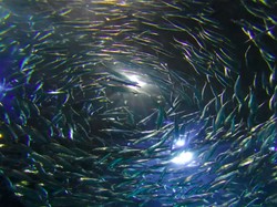 Ukuran Ikan Menciut Akibat Pemanasan Global