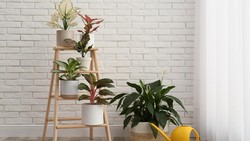 Masih Hobi Pelihara Tanaman Monstera Cs? Ini Tips Lengkap Merawatnya!