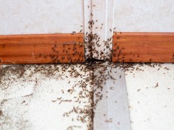 Catat! Ini 6 Penyebab Semut Muncul di Rumah