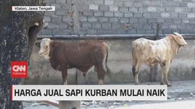 VIDEO: Jelang Iduladha, Harga Sapi dan Daging Naik