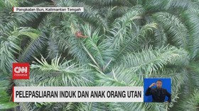 VIDEO: Pelepasliaran Induk dan Anak Orangutan
