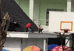 Viral! Burung yang Dilepas Polisi Justru Ditangkap Warga