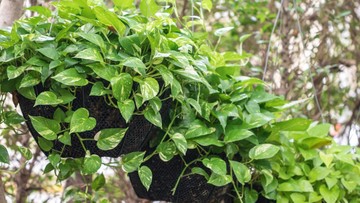 SIRIH GADING HINGGA BAMBU HOKI