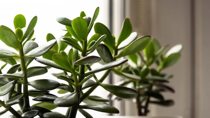 Succulent houseplant Crassula on the windowsill against the background of window