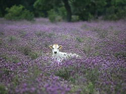 Cek AntaVaya, Bisa Nikmati Hamparan Kebun Lavender di Turki Rp 12 Jutaan
