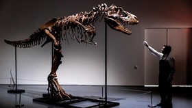 FOTO: Gorgosaurus Kerabat T-Rex Dilelang di AS, Harga Awal Rp120 M