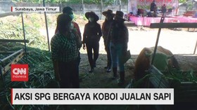 VIDEO: Aksi SPG Bergaya Koboy Jualan Sapi