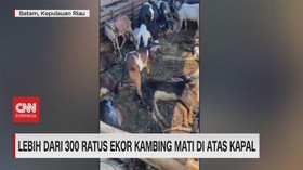 VIDEO: Lebih Dari 300 Ekor Kambing Mati di Atas Kapal
