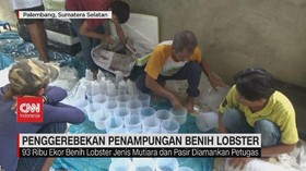 VIDEO: Penggerebekan Penampungan Benih Lobster
