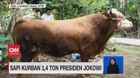 VIDEO: Sapi Kurban 1,4 Ton Presiden Jokowi