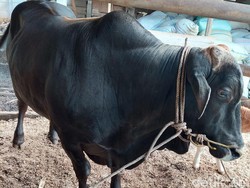 Penampakan Sapi Kurban Bobot 850 Kg dari Jokowi untuk Warga Bengkulu
