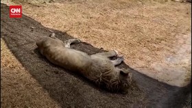 VIDEO: Singa-Harimau Kurus Kering, Suaka Margasatwa Meksiko Ditutup