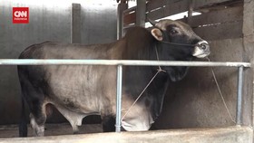 VIDEO: Melihat Sapi Kurban Milik Jokowi di 3 Provinsi