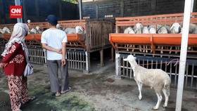 VIDEO: Melihat Apartemen Kambing Bebas Bau Di Situbondo