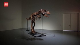 VIDEO: Sotheby's Lelang Fosil Dinosaurus Seharga Rp120 M