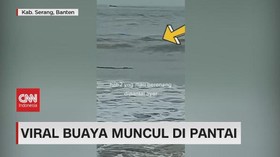 VIDEO: Viral Buaya Muncul di Pantai