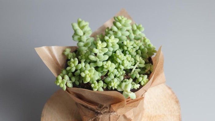 Sedum Morganianum succulent plant isolated on gray background