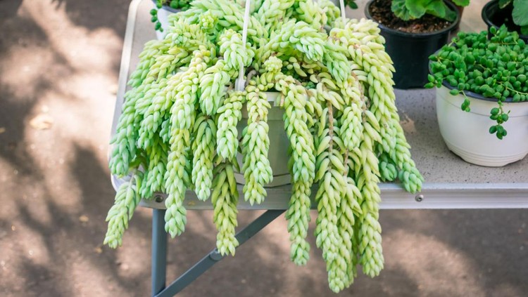 Sedum morganianum (lamb's tail, burro's tail, horses tail) in white pot hanging. Sedum morganianum is popular and easy-to-grow succulent with trailing stems and fleshy blue-green leaves. Basic houseplant