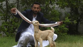 FOTO: Simba, Si Anak Kambing Bertelinga Panjang dari Pakistan