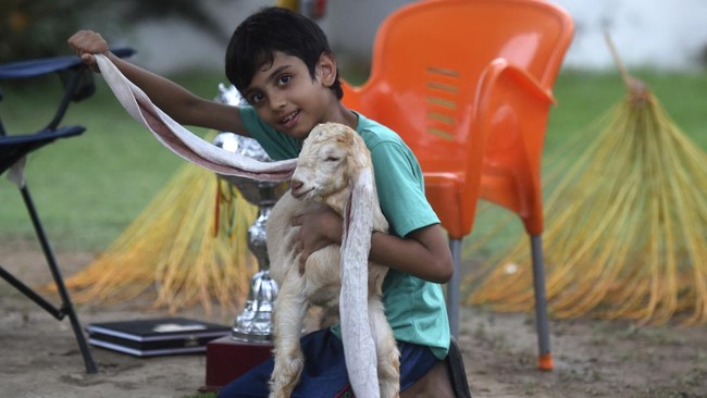 FOTO: Simba, Si Anak Kambing Bertelinga Panjang dari Pakistan