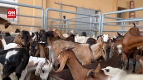 VIDEO: Dubai Punya Aplikasi Beli Hewan Kurban Secara Daring