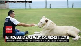 VIDEO: Flexing Satwa Liar Ancam Konservasi