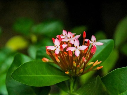 9 Tanaman untuk Dekorasi Outdoor, Minimalis dan Mudah Dirawat