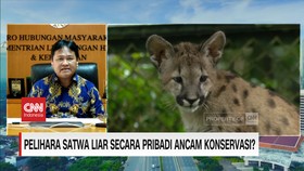 VIDEO: Pelihara Satwa Liar Secara Pribadi Ancam Konservasi?