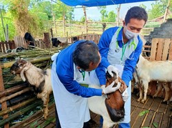 Pemkab Banyuwangi Bagikan Sertifikat Veteriner Hewan Kurban yang Sehat